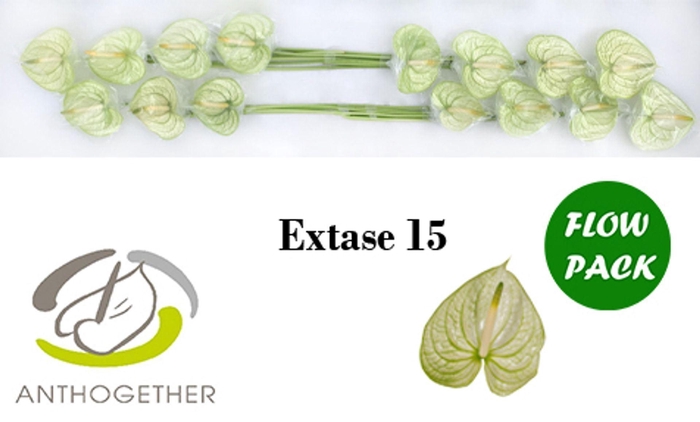 <h4>ANTH EXTASE ANTH A EXTASE 15 FLOWPA</h4>