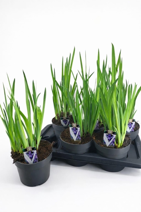 Iris Clairette Blauw