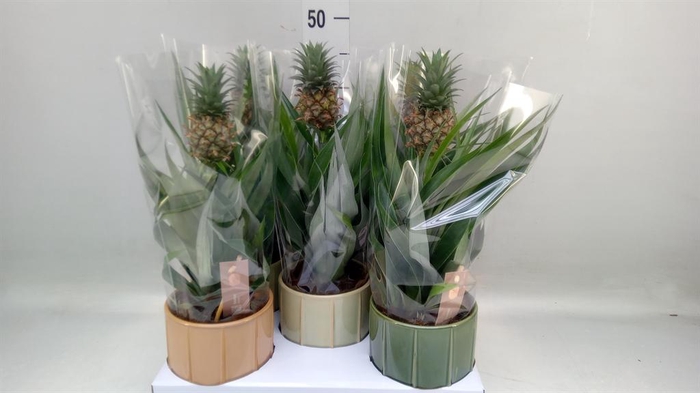 <h4>Ananas 'Mi Amigo'</h4>