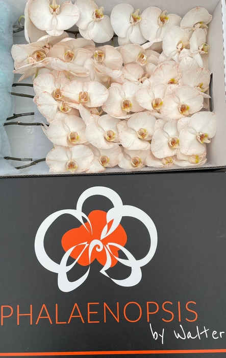 <h4>Phalaenopsis Coloured Caramel Doos</h4>