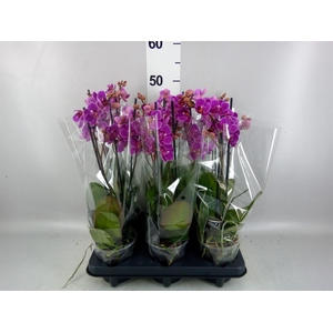 Phalaenopsis multi. 'Ant Merida'