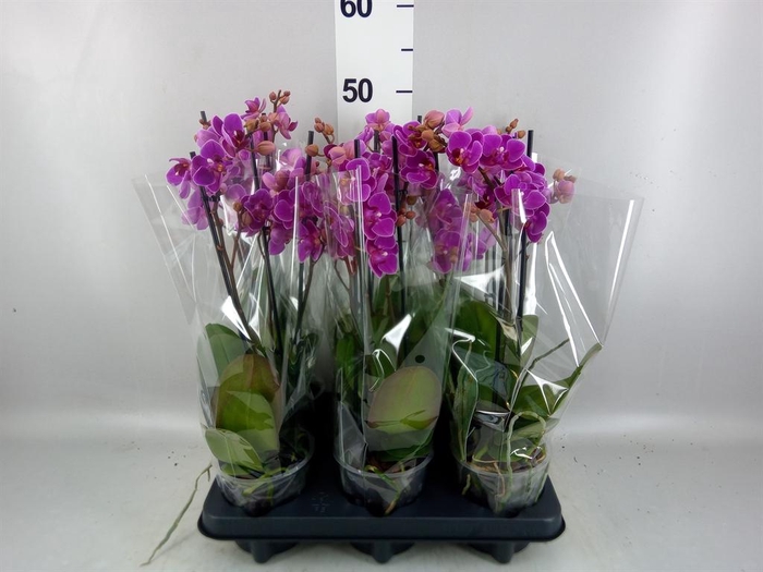 <h4>Phalaenopsis multi. 'Ant Merida'</h4>
