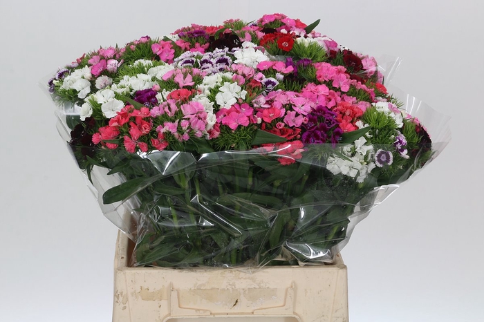 <h4>Dianthus Br Mix Rainbow</h4>