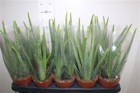 <h4>Aloe Vera</h4>