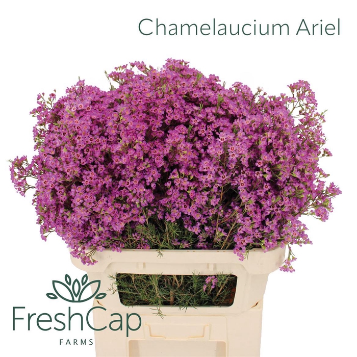 Chamelaucium Ariel