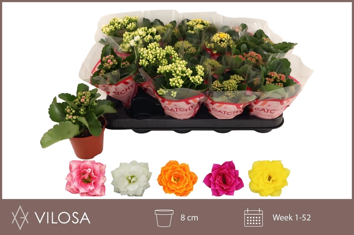 <h4>KAL GE GEM 5 KL</h4>