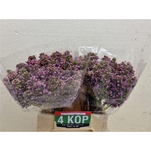 Syr V R V Horstenst 4+