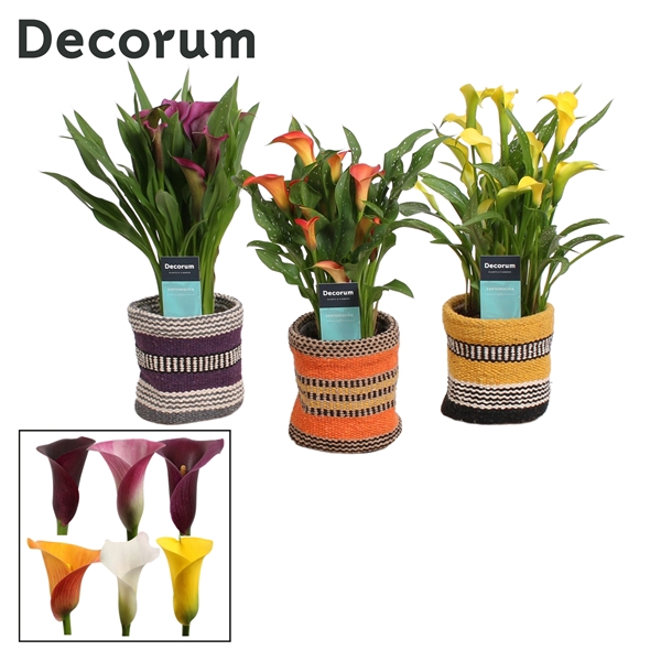 <h4>Zantedeschia Mix in Ompot Evita (Decorum)</h4>