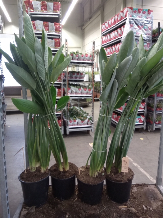 <h4>Strelitzia reg.</h4>