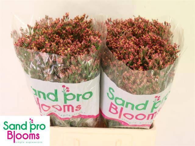 <h4>LIM SIN MAX DIAMOND</h4>