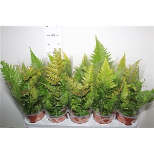 Dryopteris Erythroso