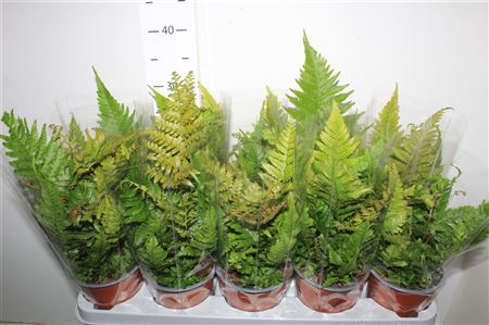 <h4>Dryopteris Erythroso</h4>