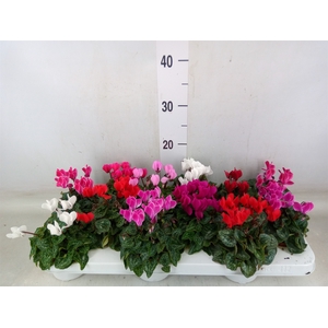 Cyclamen KL 'Verano'