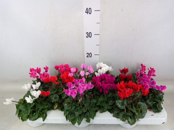 <h4>Cyclamen KL 'Verano'</h4>