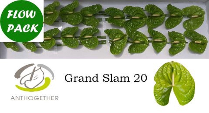 <h4>Anthurium andr. 'Grand Slam'</h4>