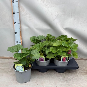 Alcea   ...