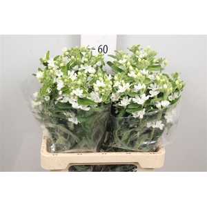 Oxy Co Perf Whi Harm