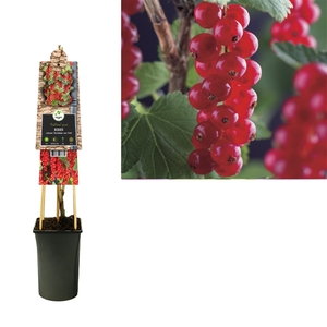 Ribes rubrum 'Jonkheer van Tets' +3.0 label