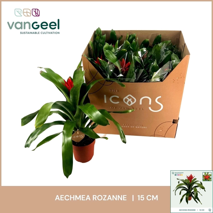 Aech Roz Elegant Red