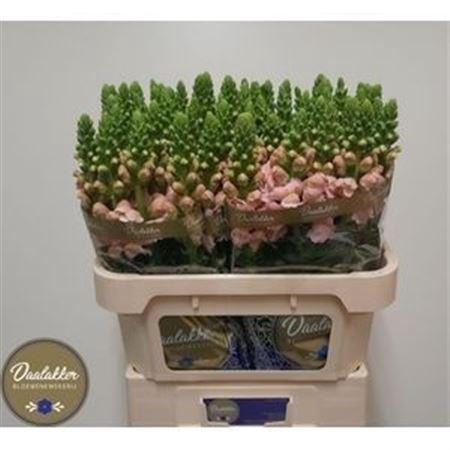 <h4>ANTIR AVIGNON PINK</h4>