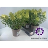 Hydrangea pan. 'Panflora'
