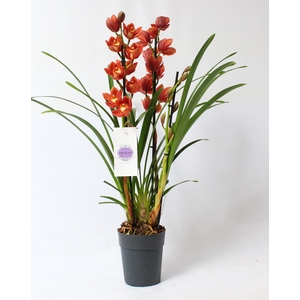 Cymbidium oranje 3 tak