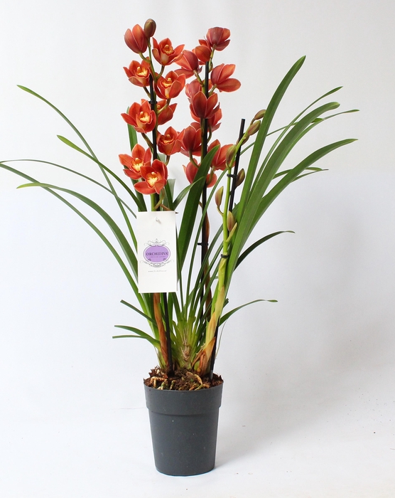 <h4>Cymbidium oranje 3 tak</h4>