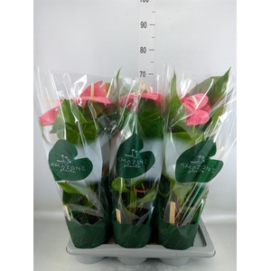 Anthurium andr. 'Colorado'