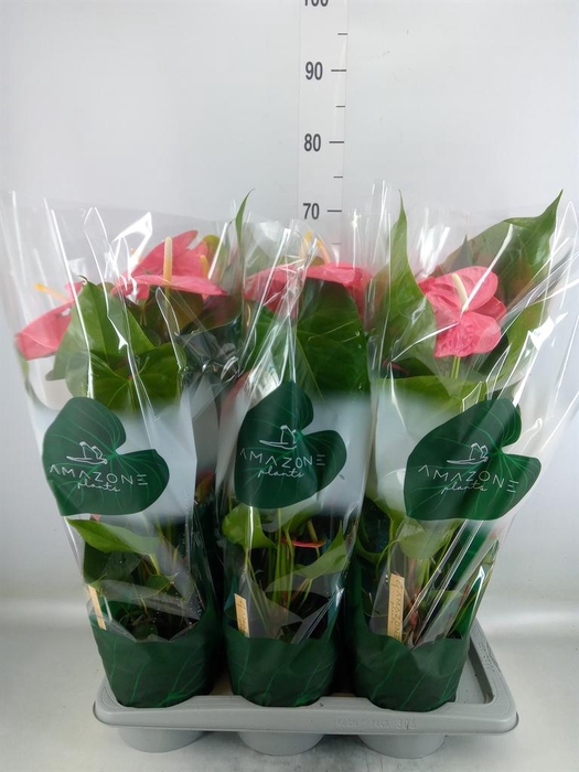 <h4>Anthurium andr. 'Colorado'</h4>