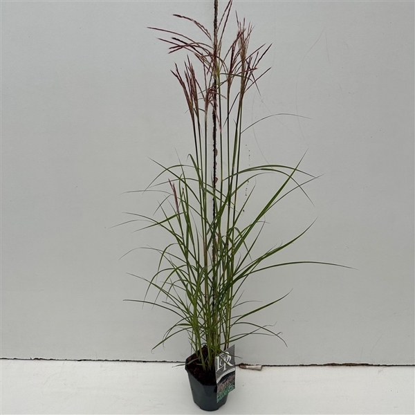 <h4>Graminées Miscanthus 'Ferner Osten'</h4>