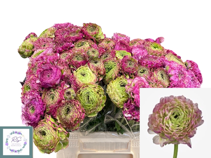 <h4>RAN PON PON MALVA</h4>