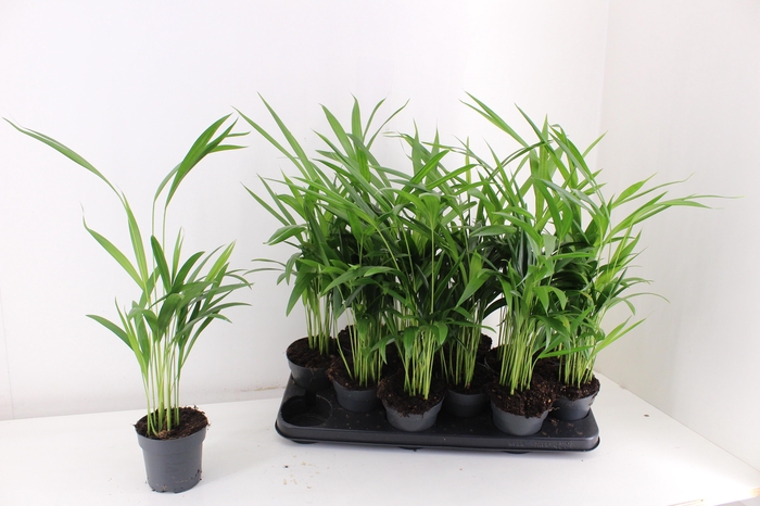 <h4>DYPSIS LUTESCENS</h4>