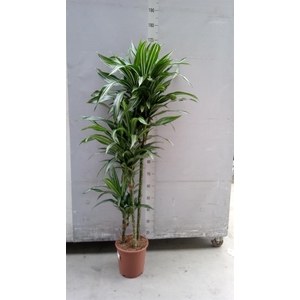 Dracaena fr de 'Ulises'