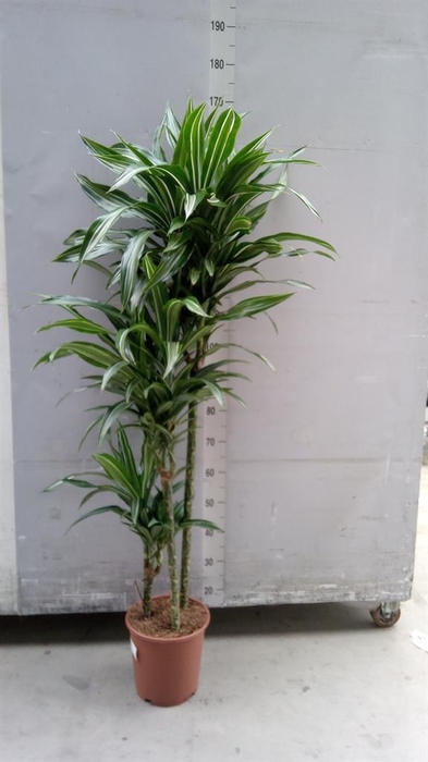 <h4>Dracaena fr de 'Ulises'</h4>