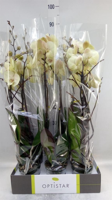 <h4>Phalaenopsis   ...yellow</h4>