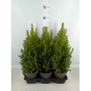 Picea glauca 'Perfecta'