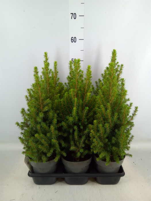 <h4>Picea glauca 'Perfecta'</h4>