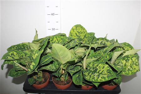 <h4>Homal Camouflage</h4>