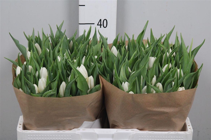 <h4>Tu En White Prince</h4>