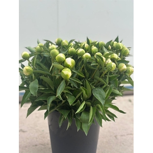 Paeonia L Duchesse D Nemours 50 Cm