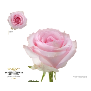 Rosa Garden Nena