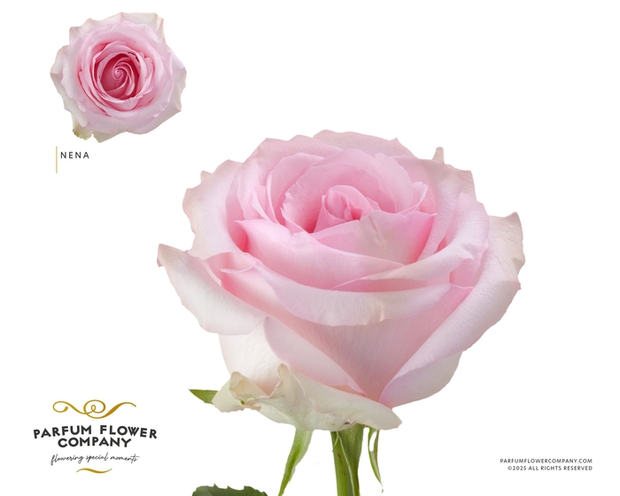 <h4>Rosa Garden Nena</h4>