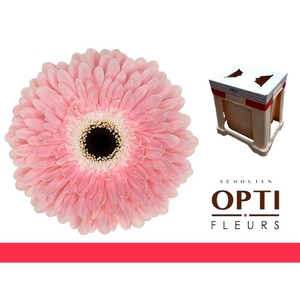 Gerbera Graceland Water