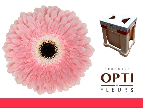 <h4>GE GR GRACELAND-Water</h4>