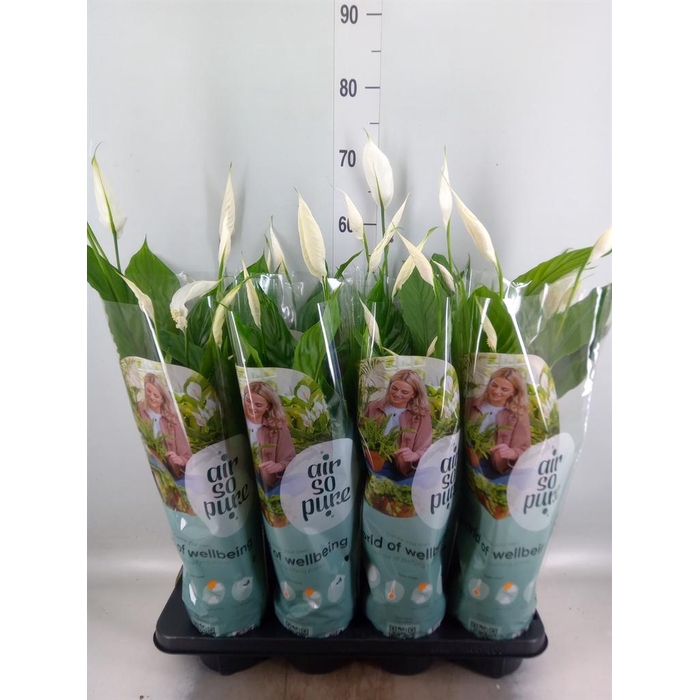 <h4>Spathiphyllum  'Strauss'</h4>
