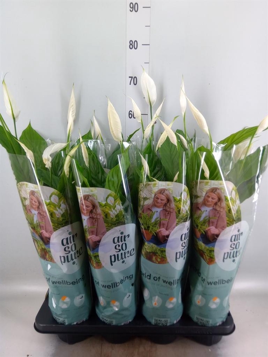 <h4>Spathiphyllum  'Strauss'</h4>