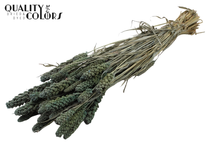 <h4>Gierst per bunch Frosted Blue</h4>