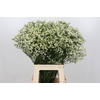 Limonium Pinna Colada