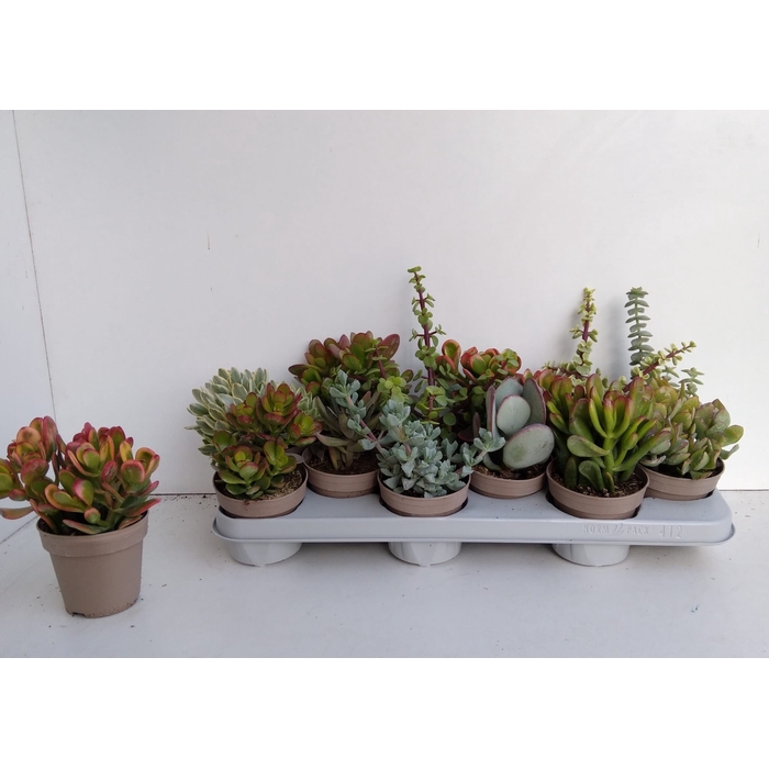 <h4>Crassula Mixed 10Ø 20cm</h4>