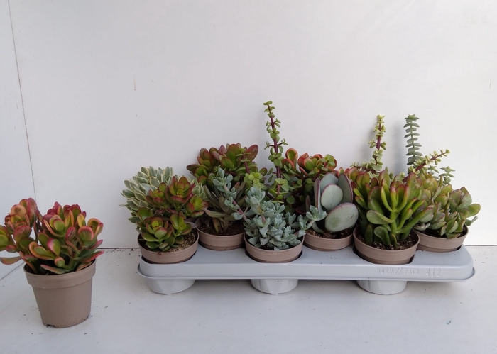 Crassula Mixed 10Ø 20cm
